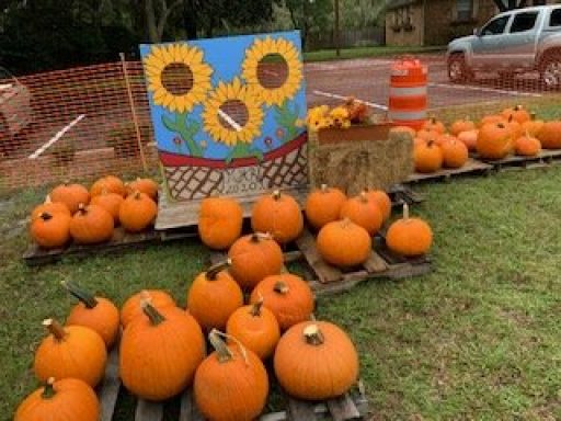 Pumpkin Patch Opening Today! (10/21)